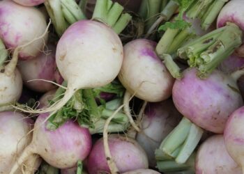 محصول اللفت