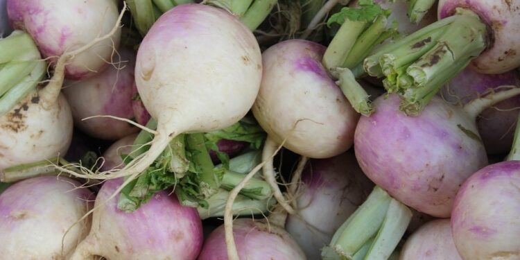 لمزارعي محصول اللفت.. إليك الطريقة المثلى لمكافحة "حشرة المن" 1 محصول اللفت