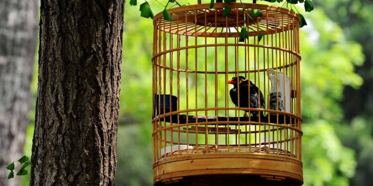 الطيور والعصافير وتعدادها أبرز خصائصها والطرق المثلى لتربيتها منزليًا