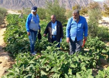 زراعة جنوب سيناء