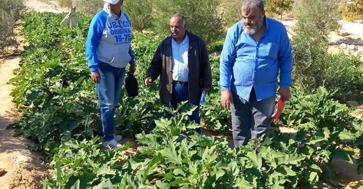 «زراعة جنوب سيناء»: قوافل زراعية إرشادية تجوب نويبع والطور 1 زراعة جنوب سيناء