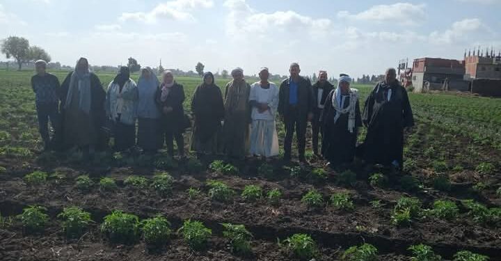 «زراعة الشرقية » توصي مزارعي القمح بالاكتشاف المبكر للأمراض 1 زراعة الشرقية