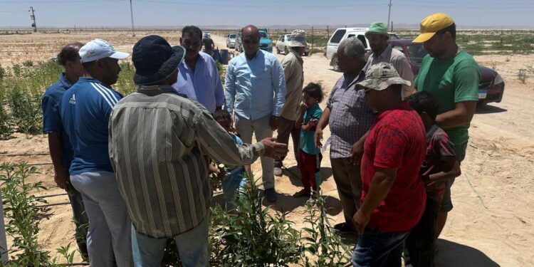 فرق بحثية من مركز بحوث الصحراء تقدم الدعم الفني والإرشادي للمزارعين في سيناء 1 بحوث الصحراء