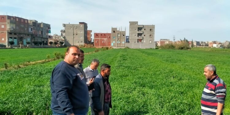 المركزية للارشاد الزراعي تنظم يوم حقلي لمحصول القمح بالتعاون مع معهد المحاصيل الحقلية 1 المركزية للارشاد الزراعي تنظم يوم حقلي لمحصول القمح بالتعاون مع معهد المحاصيل الحقلية