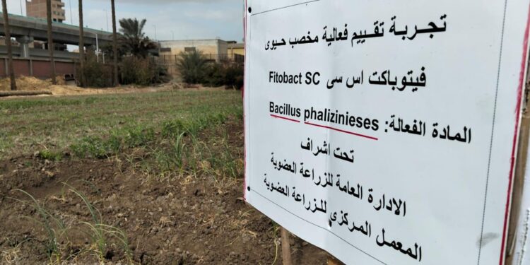 المركزي للزراعة العضوية يقيم فاعلية المخصبات الحيوية ودورها في تحسين الإنتاجية الزراعية 1 المركزي للزراعة العضوية