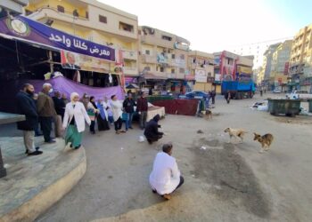 الكلاب الضالة