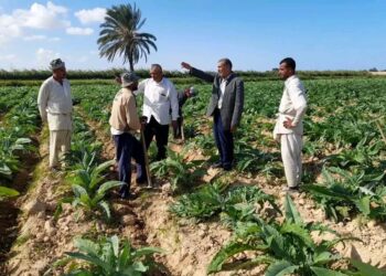 زراعة مطروح