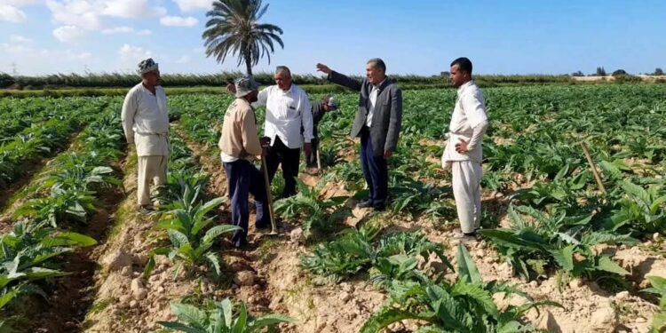 «الزراعة»: نهضة تنموية في المحاصيل الحقلية والبستانية بـ«زراعة مطروح » 1 زراعة مطروح