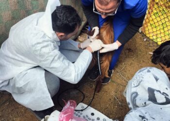 التناسليات الحيوانية