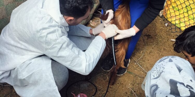 التناسليات الحيوانية