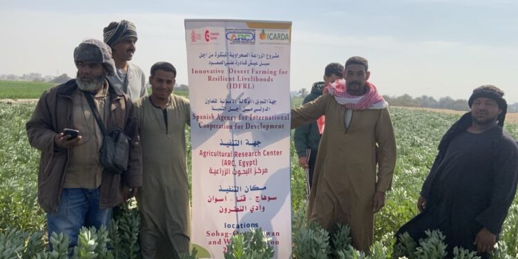 المحاصيل الحقلية يواصل تكثيف النشاط الإرشادي لدعم المزارعين في الموسم الشتوي 1 المحاصيل الحقلية