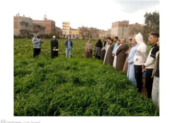 زراعة كفر الشيخ