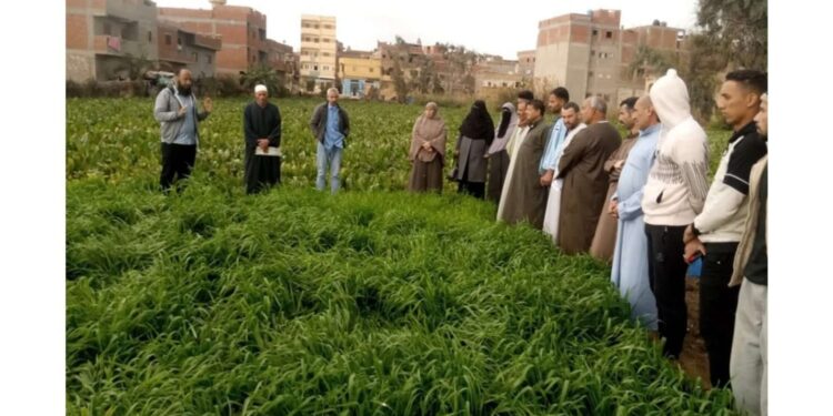 تكثيف الجهود الارشادية للمحاصيل الاستراتيجية وتنمية القطاع الزراعي بـ «زراعة كفر الشيخ» 1 زراعة كفر الشيخ