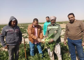 الزراعة تواصل جهود مكثفة لتنمية القطاع الزراعي في محافظة الوادي الجديد