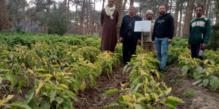 المركزي للزراعة العضوية يدشن أولى التجارب الحقلية لتقييم فاعلية المبيدات الحيوية في مكافحة النيماتودا 1 المركزي للزراعة العضوية