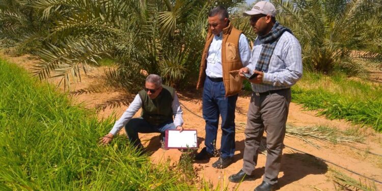 بحوث الصحراء يتابع الأنشطة البحثية في محطة توشكي لتعزيز الزراعة المستدامة 1 بحوث الصحراء