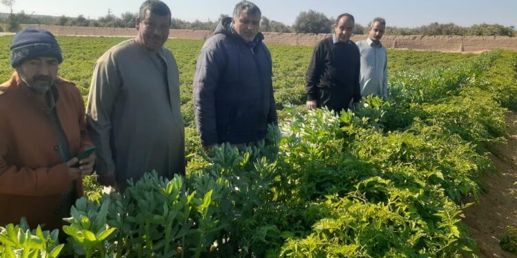 الحملة القومية لمحصول القمح تنظم 43 حقلا إرشاديا للمزارعين في أسيوط 1 القمح
