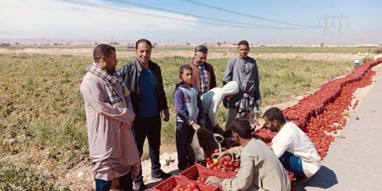 الزراعة تواصل جهودها لدعم المزارعين وتنظم ندوات إرشادية في محافظة سوهاج 1 الزراعة