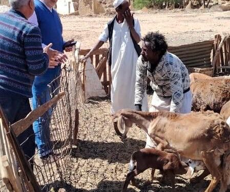 بحوث الصحراء ينظم قافلة بيطرية لتحسين صحة الثروة الحيوانية بمدينة الشلاتين 1 بحوث الصحراء