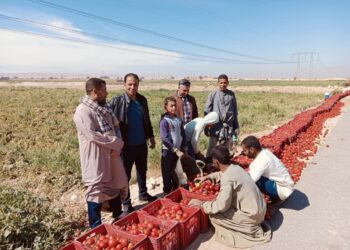 البحوث الزراعية