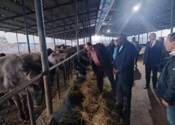 الثروة الحيوانية