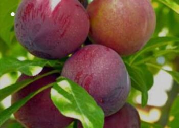 «محصول البرقوق».. 4 أخطاء يجب تجنبها خلال شهر فبراير تعرف عليها