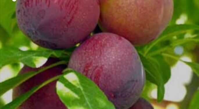 «محصول البرقوق».. 4 أخطاء يجب تجنبها خلال شهر فبراير تعرف عليها 1 «محصول البرقوق».. 4 أخطاء يجب تجنبها خلال شهر فبراير تعرف عليها