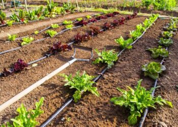 زراعة الخضر.. قواعد تجهيز تربة المشتل والري وتغطية البذور