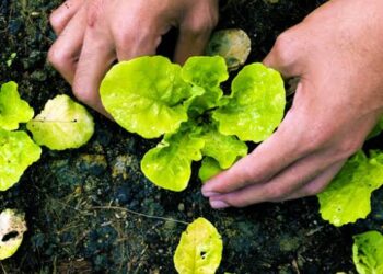 المصري للزراعة العضوية