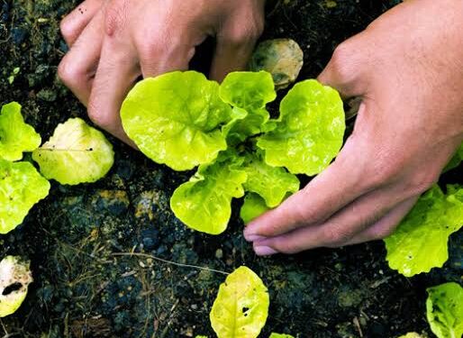 المصري للزراعة العضوية