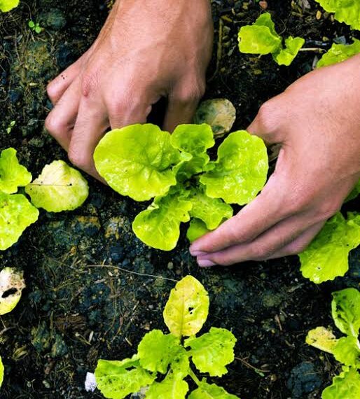 البحوث الزراعية يعلن تدشين اليوم المصري للزراعة العضوية 1 المصري للزراعة العضوية