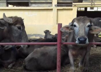 رعاية الجاموس