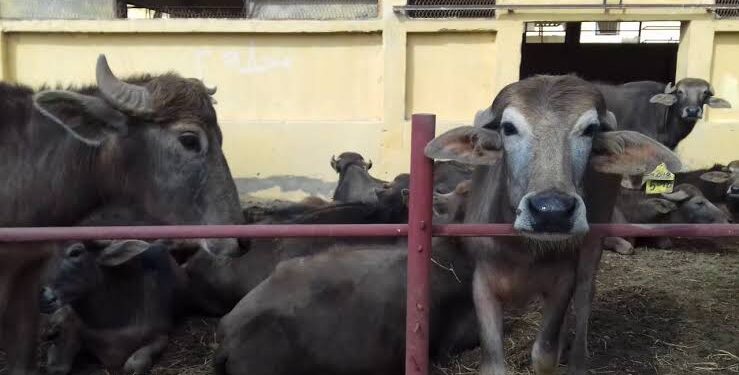 رعاية الجاموس ( طلائق - حلاب - عجول) برنامج تدريبي في بحوث الإنتاج الحيواني 1 رعاية الجاموس