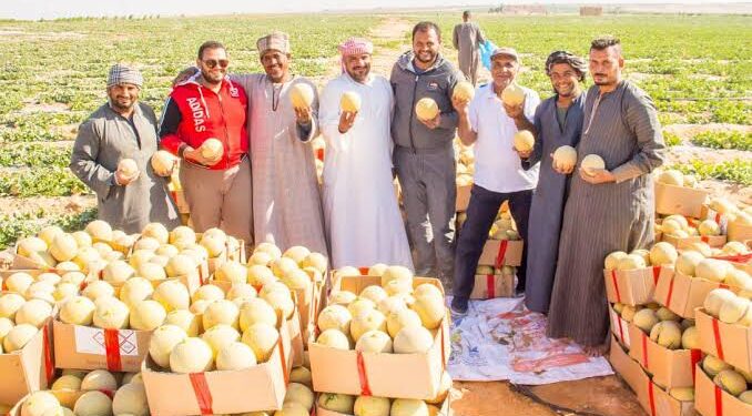 قواعد زراعة الكنتالوب داخل الصوب.. مواعيد وطرق الزراعة وأبرز الأخطاء الشائعة 1 الكنتالوب