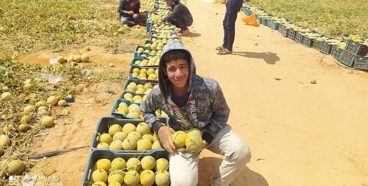 اشتراطات هامة لنجاح زراعة الكنتالوب.. «الملوحة، الدورة الزراعية، وأنواع التربة»  1 الكنتالوب