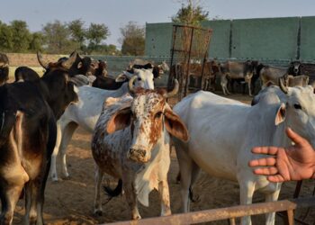 الأمراض المشتركة