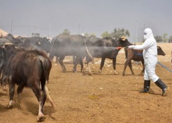 الأمراض المشتركة