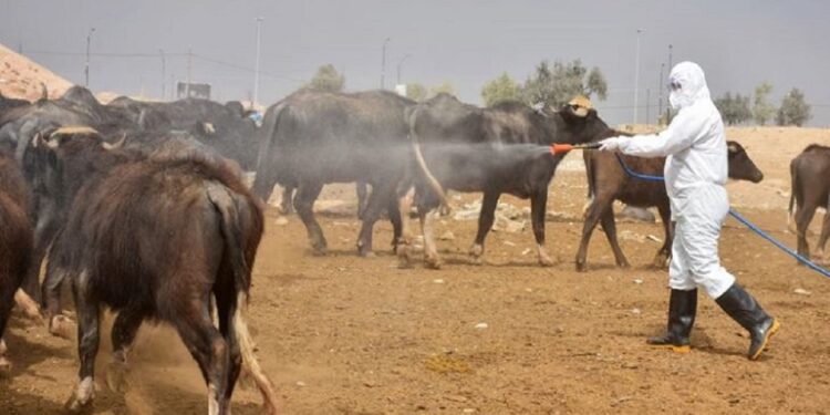 الأمراض المشتركة ومخاطر الأنظمة الغذائية غير المتوازنة 1 الأمراض المشتركة