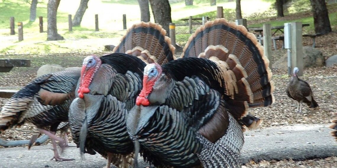 الديك الرومي