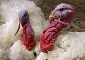 الديك الرومي