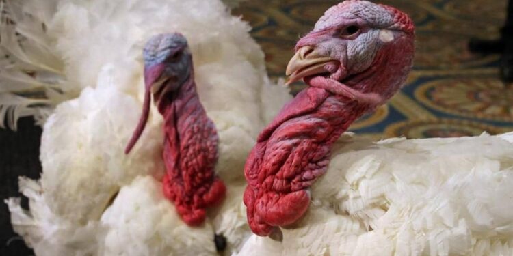 الديك الرومي