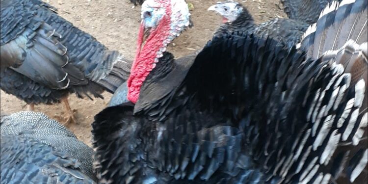 قواعد نجاح مشروع تربية الديك الرومي.. "اشتراطات ومحاذير" 1 الديك الرومي