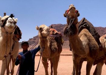 تربية الإبل