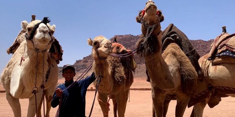نصائح لبدء مشروع تربية الإبل.. الخطوات الأساسية وأهمية الأمان الحيوي والصحة الوقائية 1 تربية الإبل