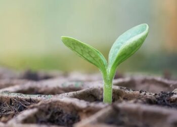 أهمية مضادات الإجهاد في تعزيز مناعة النبات وفوائد البرولين