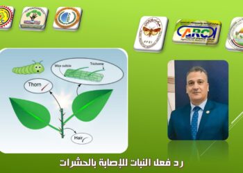 مجدي السماحي