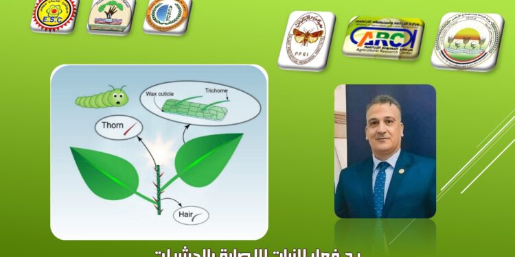 د. مجدي السماحي يكتب عن رد فعل النبات للإصابة بالحشرات 1 مجدي السماحي