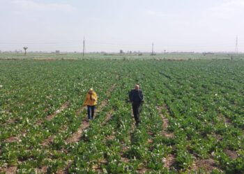 زراعة أسيوط