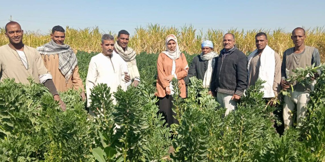 فريق إرشادي و زيارة حقلية لمحصول الفول بـ«زراعة الأقصر» 1 زراعة الأقصر