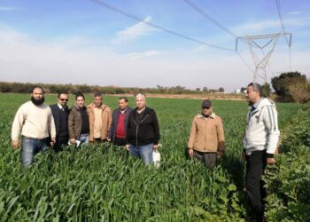 زراعة الإسماعيلية